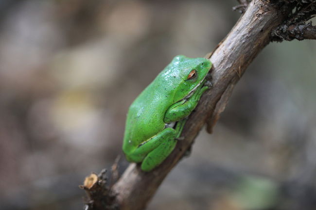 モリアオガエル<br /><br />カジカカエルが鳴いたと思い<br />しばらく録音兼ねて待っていたら<br />お土産屋の主人が<br />カエルならそこだよと<br />教えてくれましたが<br />自分的には音が録りたかったのですが<br />雨も降っていたので<br />ちょっと無理でしたが<br /><br />モリアオガエルも<br />大きさといい<br />なかなか良い面構えでした