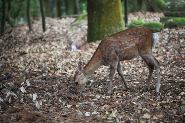 時間つぶし<br /><br />ルカは戻ってこないと思うが<br />ちょっと間を空けたほうが安全かな？<br />よけいに他の生徒と遭遇しそうですが<br />人が多いから<br />意外と目立たないのかな？