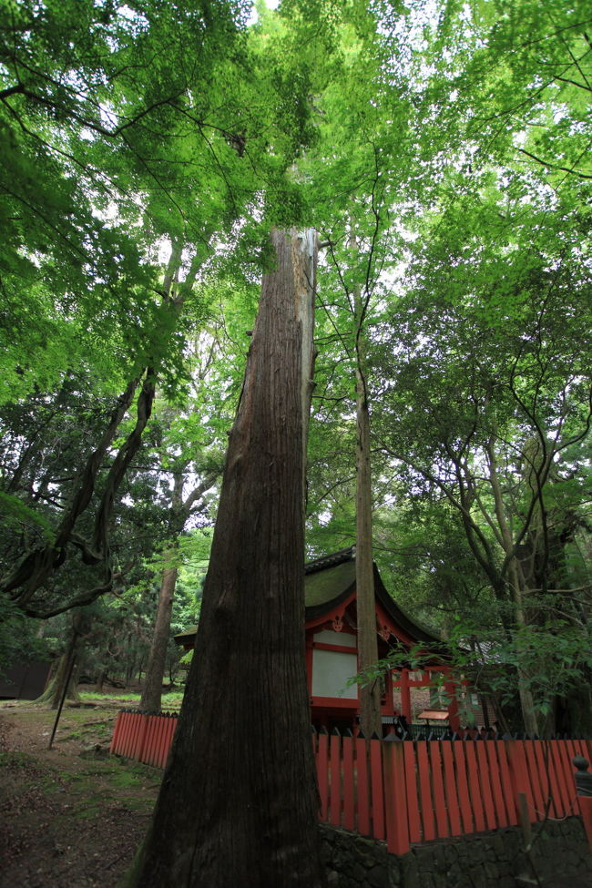 枯れ木<br /><br />業者っぽい人たちが<br />木の切り出し方法を相談していたが<br />ここまで大きく育ったのに<br />雷にでも打たれたのかな？<br />２ｍくらい有りそうな木を切るのも<br />超大変だが<br />倒す場所も危険ですね