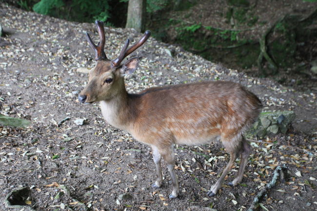 鹿<br /><br />立派な角ですね<br />時々見かける<br />木刀を掛けてみたいが<br />逃げられたら大変ですね