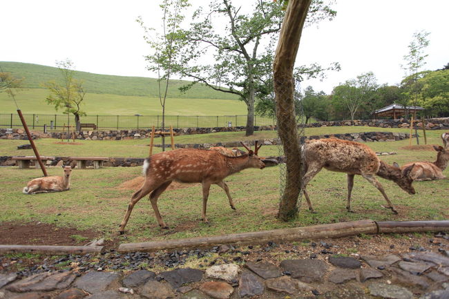 自由<br /><br />こんな日は<br />鹿ものんびりかな？