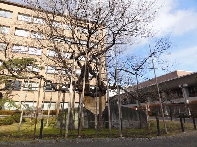 石割桜です。想像以上に荒ぶる枝ぶりがいい感じ。アクセスもいいので桜の時期に行ったらぜひ。