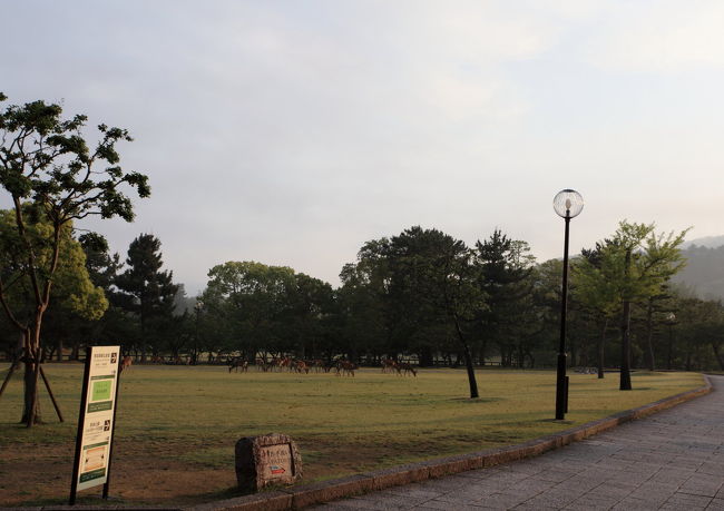 靄（もや）<br /><br />鹿は夜群れて寝るのか<br />大きな集団で居ました<br />もうすこし<br />霧が濃くなれば<br />雰囲気は良いけど<br />写真撮影は辛くなるので<br />このあとどうなるかは<br />気になりますね