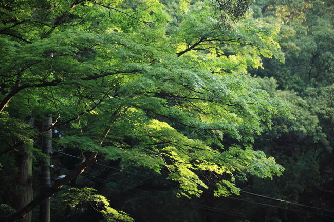 メール<br /><br />先生から朝の体調が良いとの<br />メールが届いたので<br />今日は心配は無用みたいですね<br />春日大社の駐車場も締まっていて<br />路駐でしか止められないので<br />お散歩には辛いですね