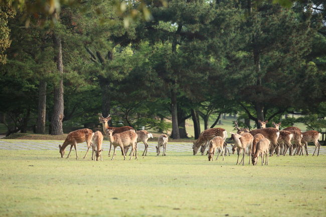 鹿の群れ<br /><br />移動して<br />鹿の群れを撮影しましょうか<br />