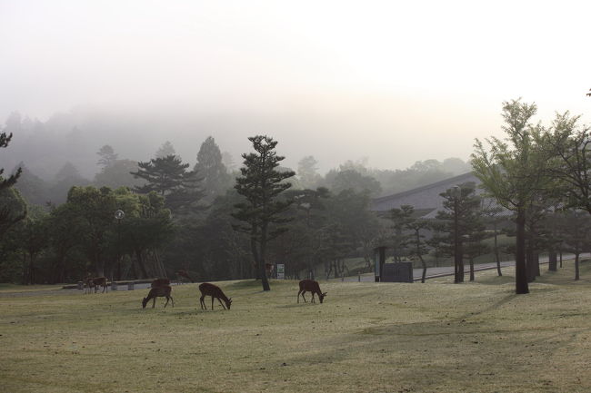 霧<br /><br />あまり若草山から離れていないので<br />元気な子供たちの声がします<br />行きたい気もしますが<br />鹿の観察で我慢です