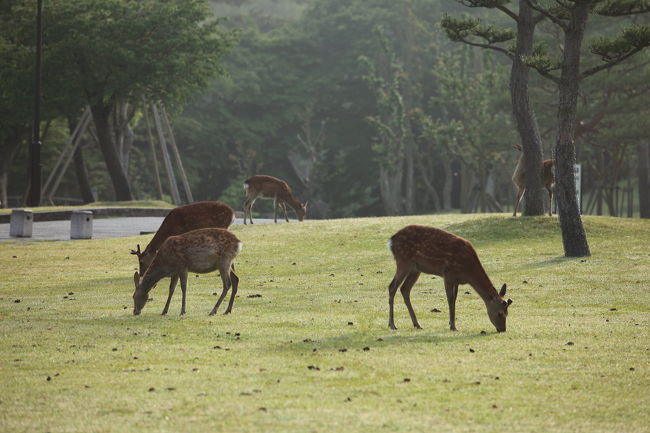 ボリボリ<br /><br />鹿たちは朝食タイム<br />ボリボリと草を食べています<br />接近して<br />動画で音も録りましたが<br />出来れば<br />ローアングルで撮影したかったです<br />（地雷が多すぎで出来ません）