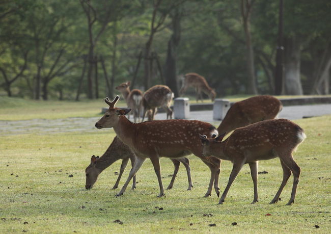リーダー<br /><br />立派な角をしているが<br />群れのリーダーなのかな？