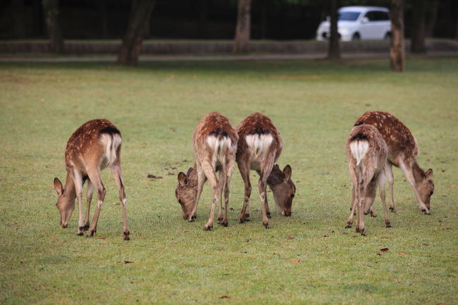 ハート<br /><br />お尻の白い毛が<br />ハート型しているが<br />これなら<br />サチが喜んでくれるかな？？？<br />