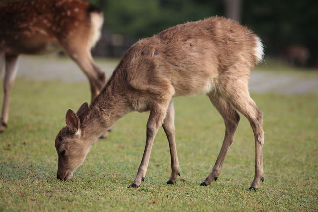 小鹿<br /><br />ふたたび大蔵省から<br />小鹿の捕獲のメールが来たが<br />ちょっと大きすぎですよね<br />キョンくらいなら良いけど<br />すでに大きすぎますね