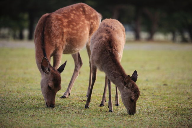 親子？<br /><br />仲良しかと思ったら<br />草の奪い合いしていたので<br />赤の他人だったのかな？