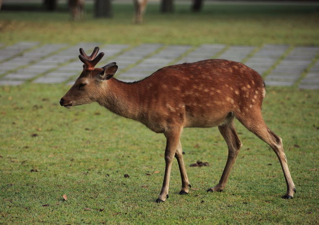 角<br /><br />毎年生え変わるので<br />現在は成長途中ですが<br />どこまで立派な角になるのやら