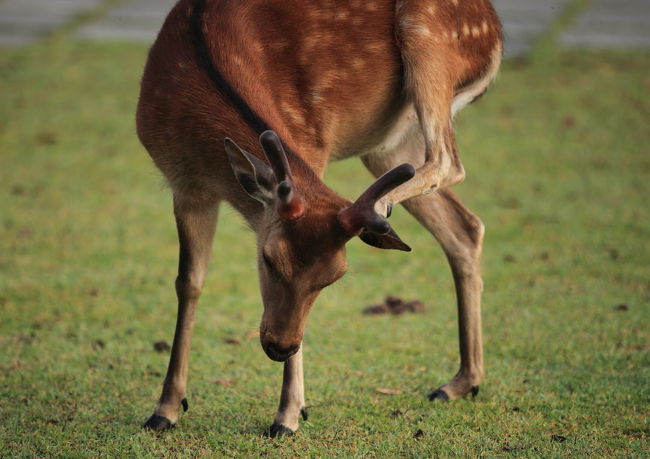 痒い<br /><br />動画に良い感じ