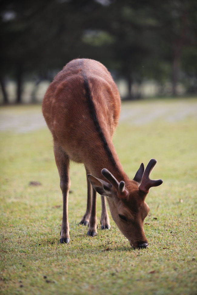 ボリボリ<br /><br />では<br />奈良鹿にさようなら<br />今度はいつ来れるのかな？