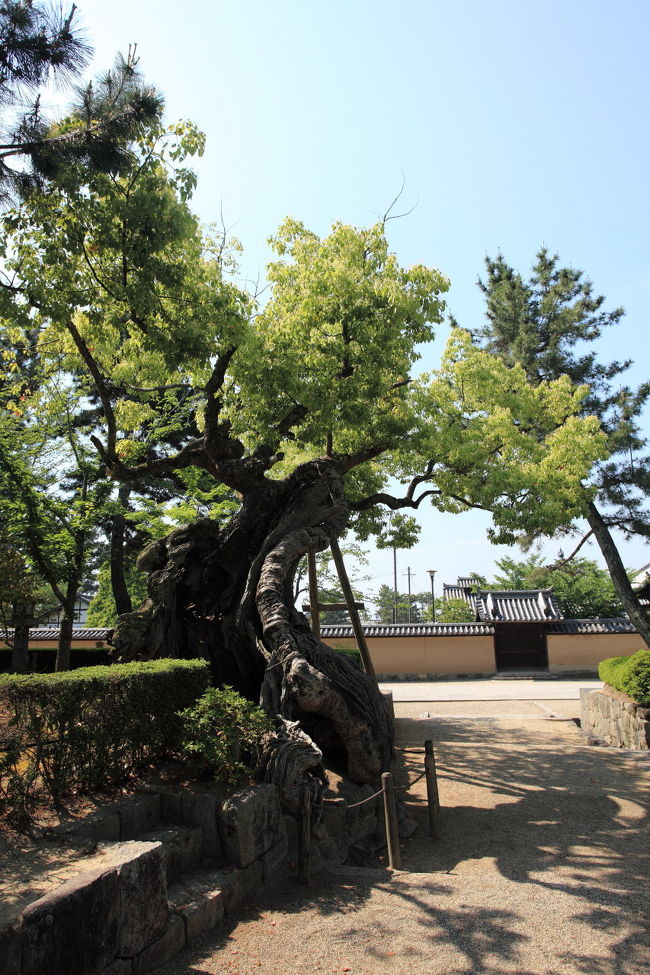 寄り道<br /><br />地元の人かは不明ですが<br />お勧めの木<br />見た感じ楠みたいですが<br />雷にでも打たれたのかな？<br />