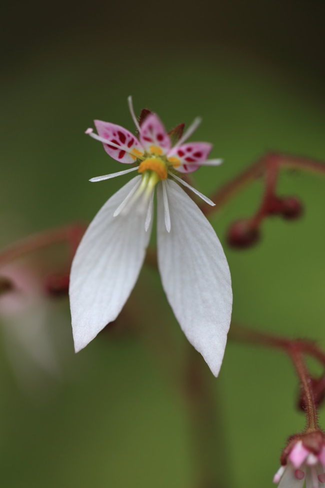 大文字草<br /><br />若草山とかで見つけたら<br />ちょっと笑えたかも<br />