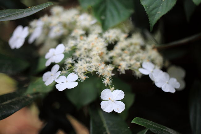 ツルアジサイ<br /><br />木に巻きつく<br />つる性のアジサイみたいですが<br />あまり高く登ってしまったら<br />花が見えなくなりそうですが<br />性質から言って<br />アジサイとは違うのでしょうね<br />花は額アジサイに近いですが