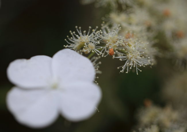 アップ<br /><br />マクロはたまにしか登場しないが<br />花が咲いていたら<br />やっぱり綺麗ですね