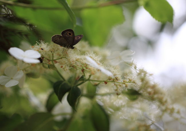 昆虫ハンター<br /><br />綺麗な蝶でも飛んできたら<br />最高ですが<br />それほど運は良くないですね