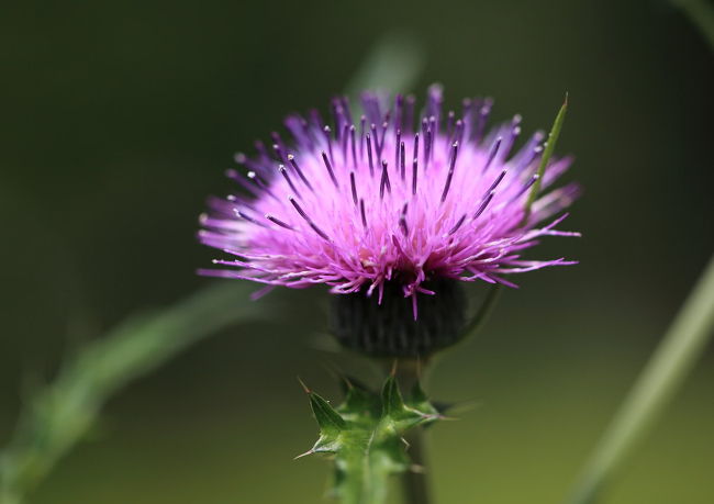 アザミ<br /><br />最近家の近くじゃ見ませんね<br />気がつくと消えていく花は<br />結構多いですね