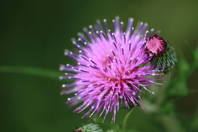 アザミ<br /><br />葉の棘はチクチクだが<br />ロゼット状態のときに<br />天麩羅が美味しいらしいが<br />食べる前に絶滅かな？？？