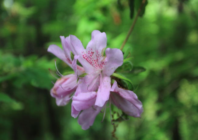 つつじ？<br /><br />シャクナゲかと思ったが<br />ツツジでした<br />時期的にはおしまいなので<br />見えただけでも<br />ラッキーでした