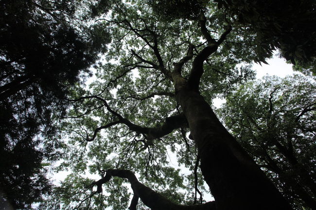 巨木<br /><br />どの巨木に涙を流したら<br />ボノロンが出てくれるのかな？
