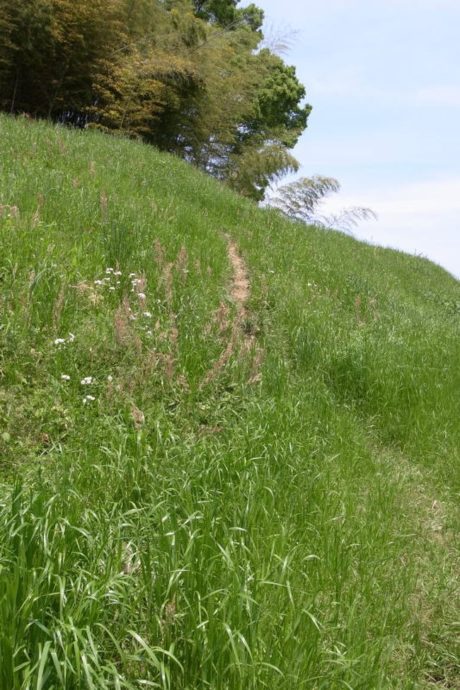 古墳は、一面青々とした草で覆われています。上に登る道はかろうじてありますが、地面に窪みをつけてある程度。足を滑らせないように注意しながら登らなくてはなりません。<br />