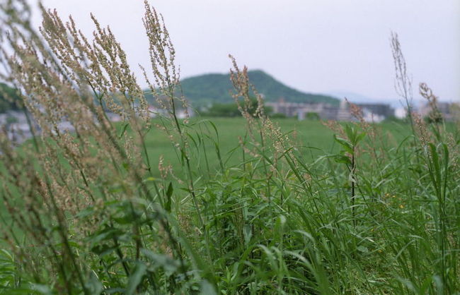 ただ、草丈が高いので中に踏み入ることはできません。<br />それから、マムシ等がいてもおかしくない感じの場所もあるので、行かれる際は念のためお気を付けください。