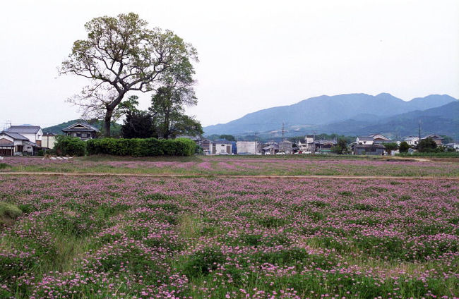 そろそろ帰る時間が近づいて来たので、橿原神宮前方向に戻ることにしました。<br />途中、本薬師寺跡まで来たところで一面のレンゲ畑を発見！今回、レンゲ畑はどこも耕された後でしたが、ここは今まさに満開でした。