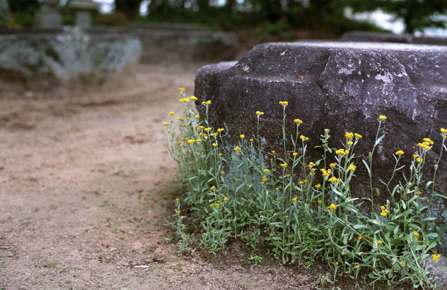 昨日からの飛鳥路散策もここで終了。お天気にも恵まれて、来て良かったと思える充実した２日間でした。<br />やはり春の飛鳥はいいですね。