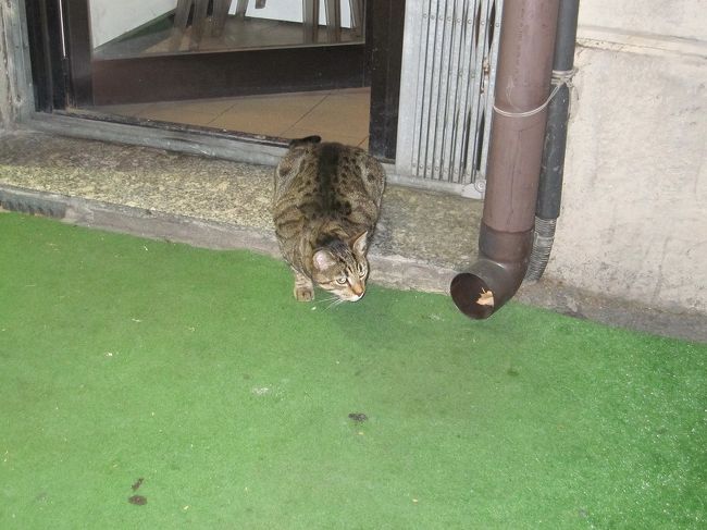 店を出たら、本旅行初の猫を発見。<br />ミラノ猫です。<br />何かを狙ってるみたいです。