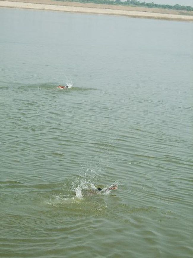 子どもたちがガンジス河でバタフライ！？じゃなくてクロールしてた。