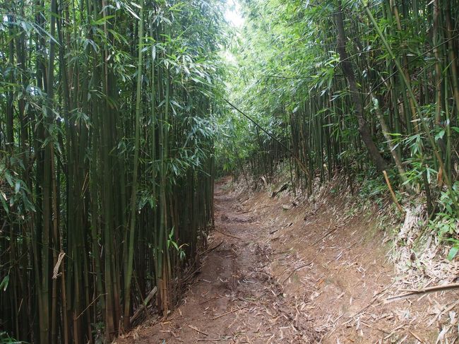 滝から、Aihualama Trailに入ります。