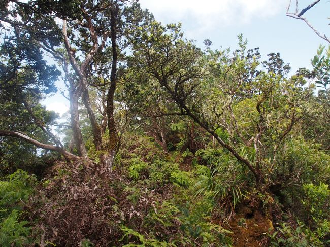 行ってみよう。なんというTrailかわからないけど、明瞭な道がついてる。<br />ただ、これまでとちがって細い。<br />日本の登山道のよう。