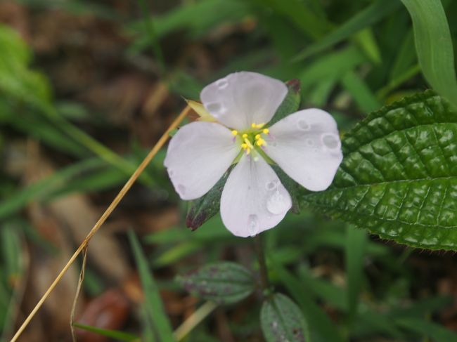 綺麗なお花も。
