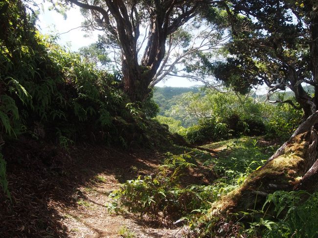 Nu'uanu Trailに合流。<br />ひろーくて整備された道。