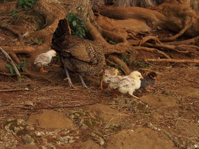 オアフの山の駐車場にはどこにもニワトリがいっぱい