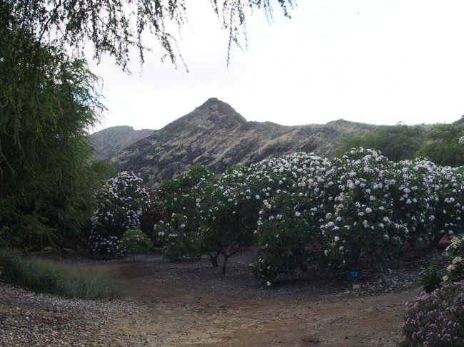 まだ時間があるので、今度はココクレーター植物園にいってみた。