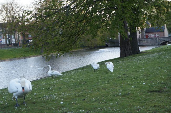 ロバの門南側の運河とグルデン・フリースラン通り<br />白鳥がくつろいでいます。