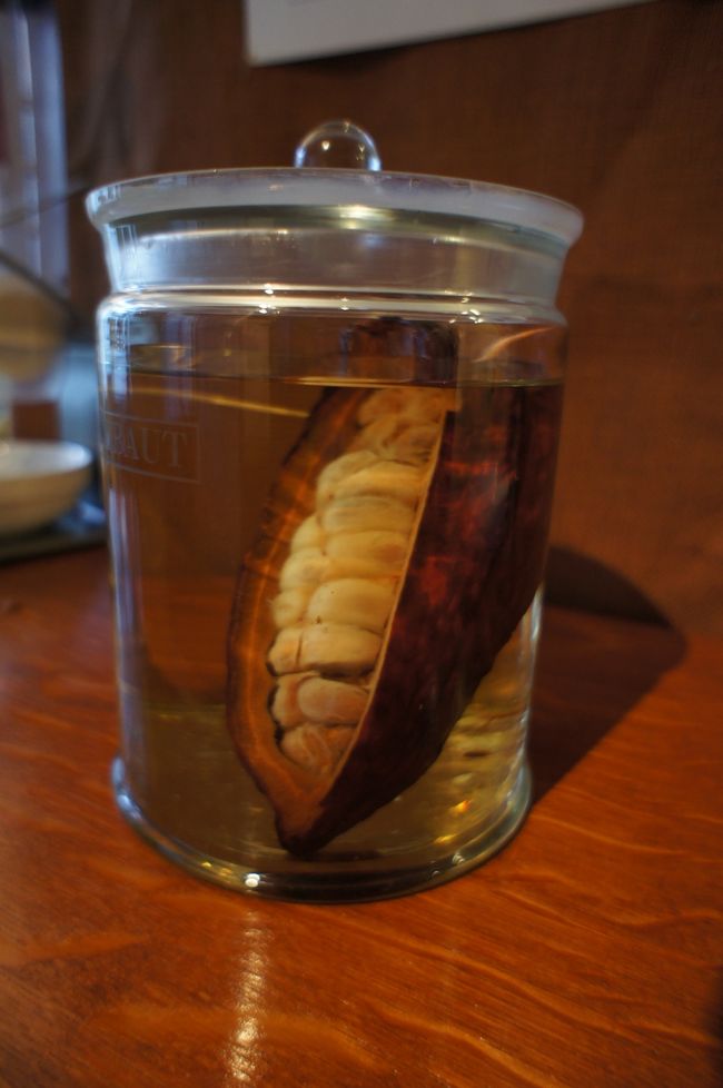 ぱっと見がグロテスクなカカオのホルマリン漬け…。