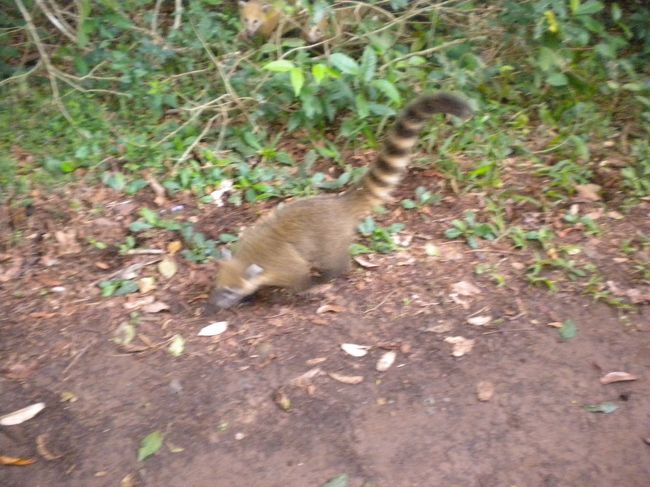 沢山いましたなつっこい感じで餌を欲しそうにしていました。