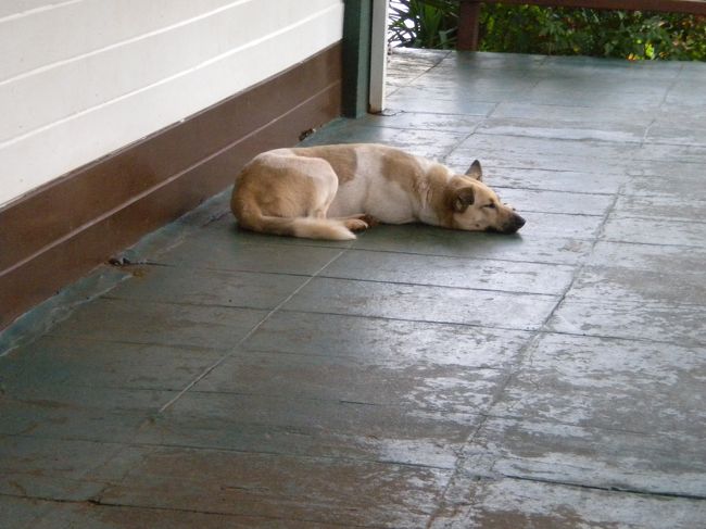 ここにもやっぱりワンコ何処のワンコも大人しそう