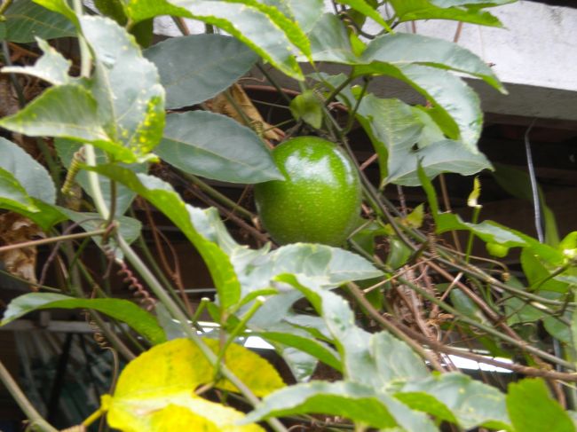 パッションフルーツがなっています。