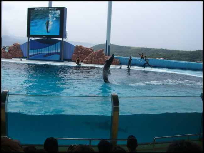 イルカのショーです。ここの雰囲気を思い出して懐かしくなりました。<br /><br />