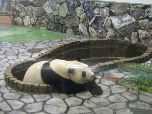 パンダ、あんまり動きません。<br /><br /><br />