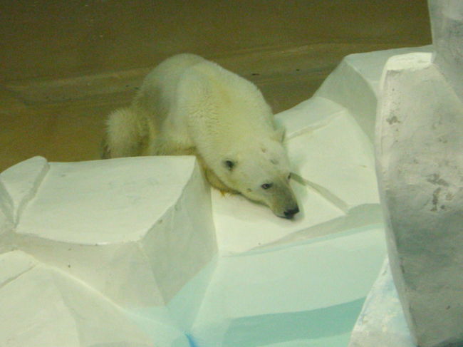 白くま、暑いのかな<br />