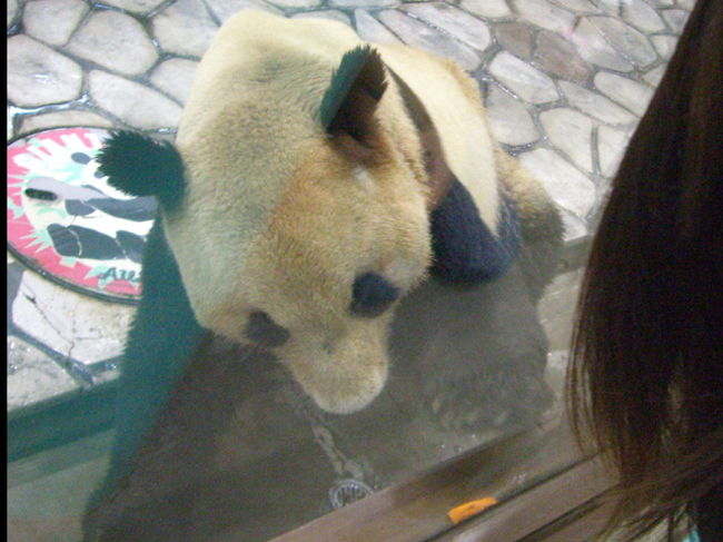 パンダさんはエサの時間になると活発になりました。<br /><br /><br />