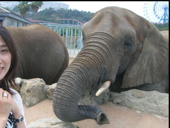 象さんにエサを食べさせてあげます。<br />ちょっと怖い。<br /><br /><br />