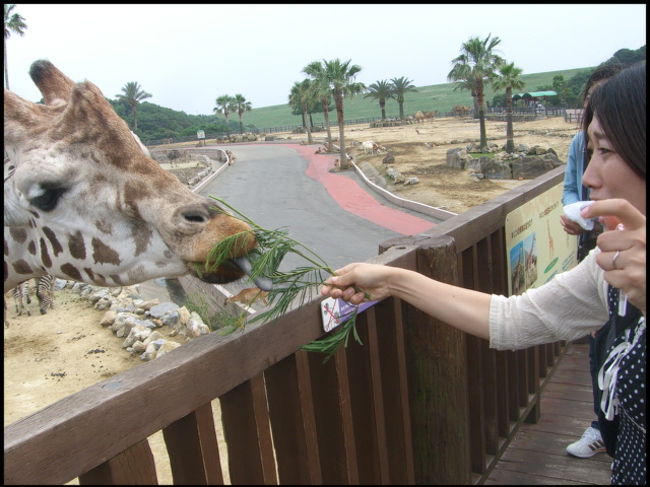 高台に上がってキリンさんにエサを食べさせてあげます。<br />嫁さん、怖くて泣いてます。<br />